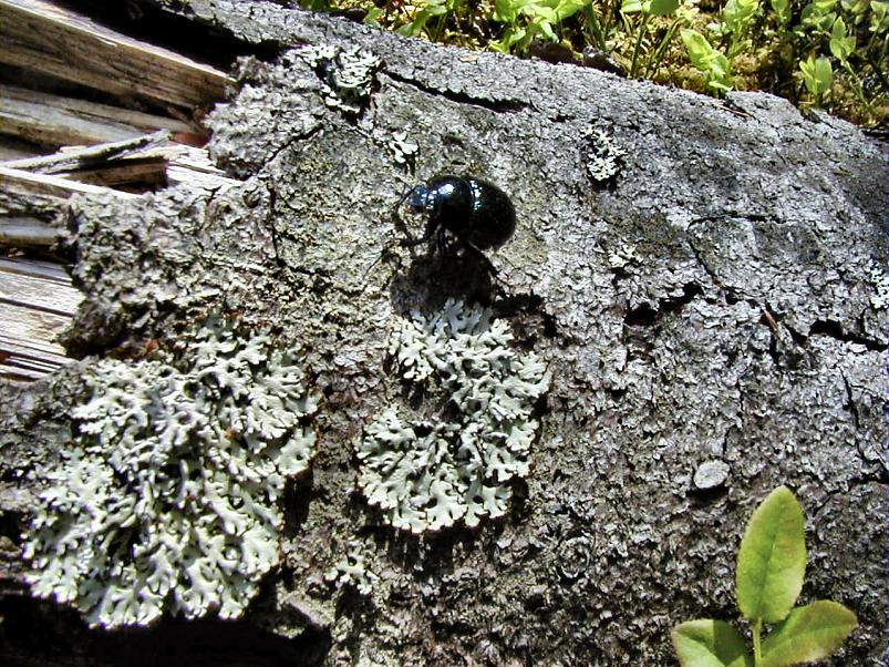 K��pa j�el mais 2004