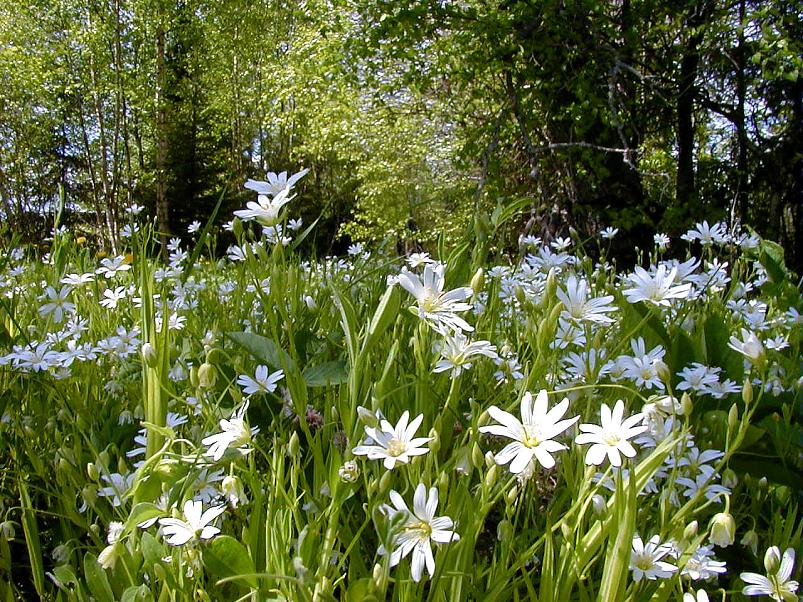 K��pa j�el mais 2004