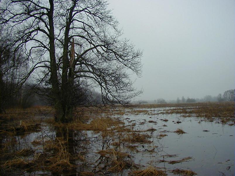 Halliste j�el m�rts 2004