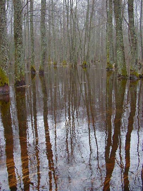 Halliste j�el m�rts 2004