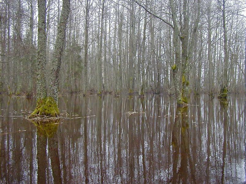 Halliste j�el m�rts 2004