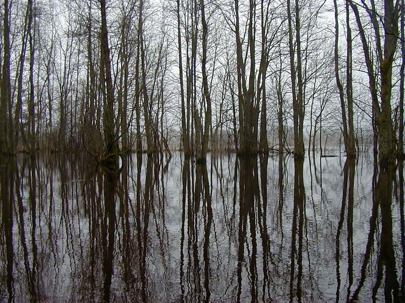 Halliste j�el m�rts 2004