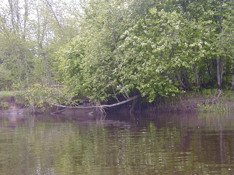 Raudna j�el kevad 2003