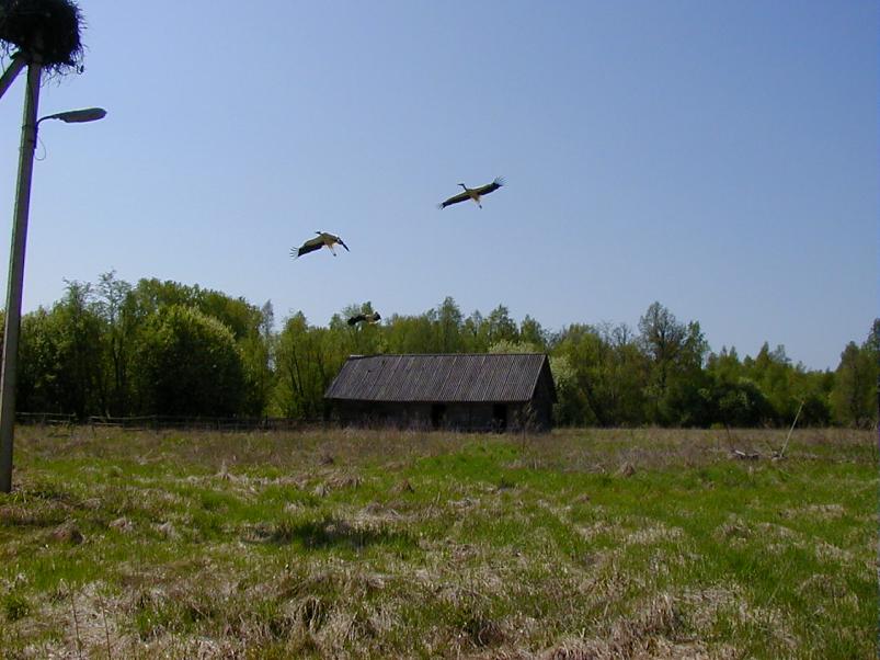 Raudna j�el kevad 2003