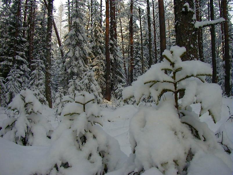 Sirtsu rabas dets. 2002