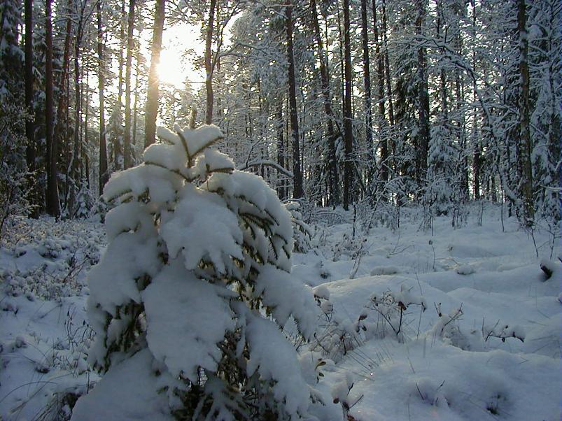 Sirtsu rabas dets. 2002