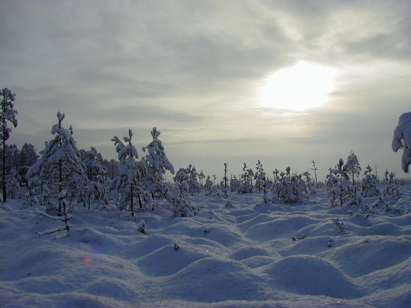 Sirtsu rabas dets. 2002