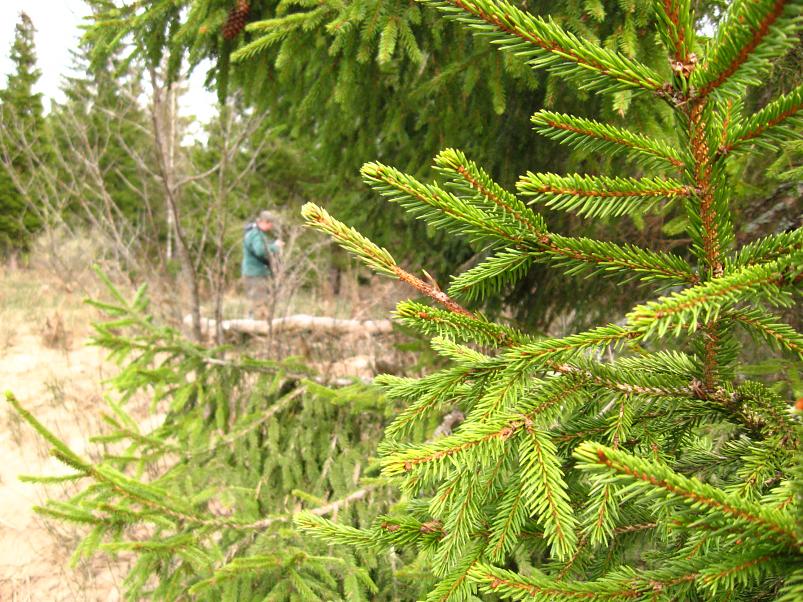 Koiva III etapp 2010