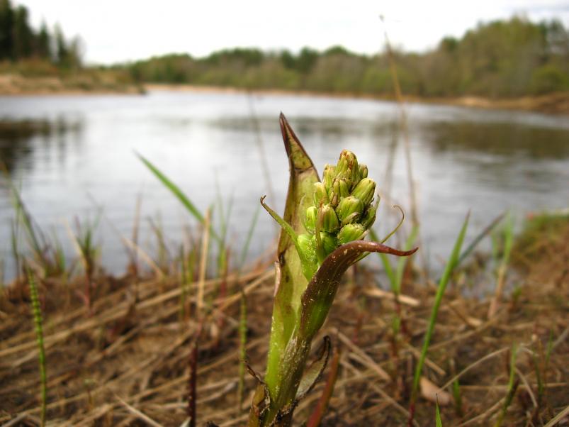 Koiva III etapp 2010