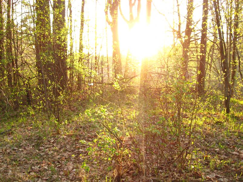 Koiva III etapp 2010