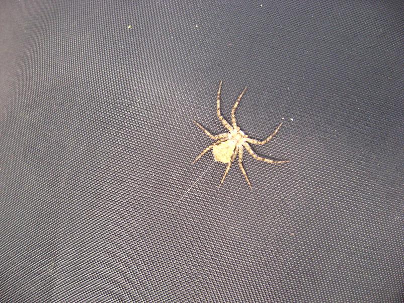 Koiva III etapp 2010