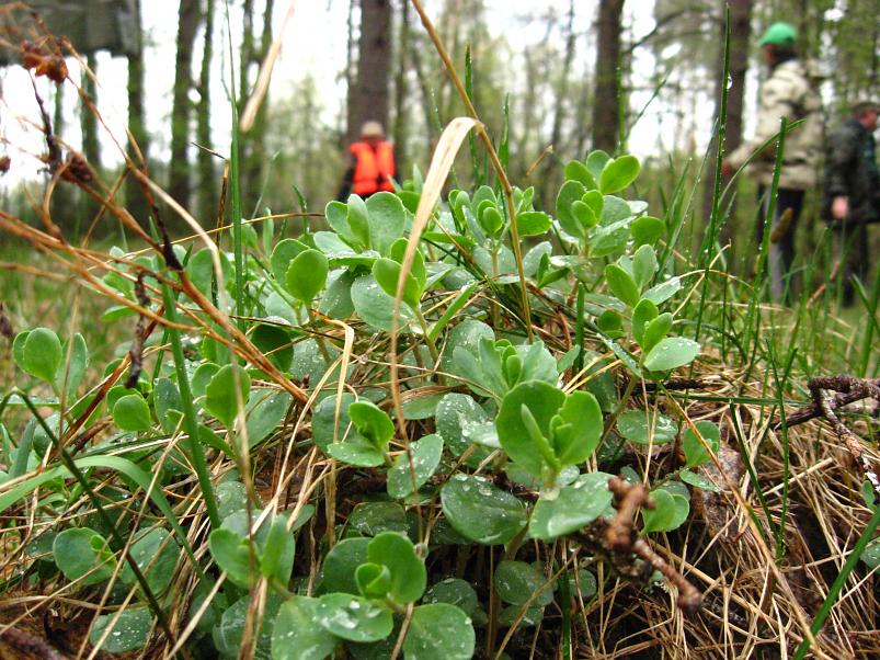 Koiva III etapp 2010