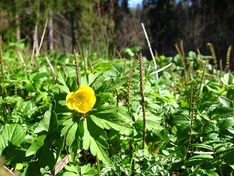 Koiva III etapp 2010