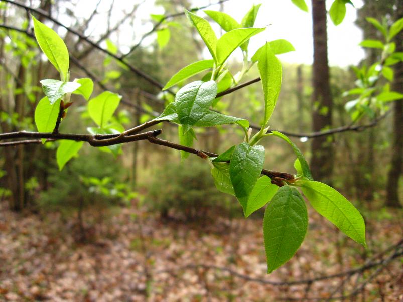 Koiva III etapp 2010