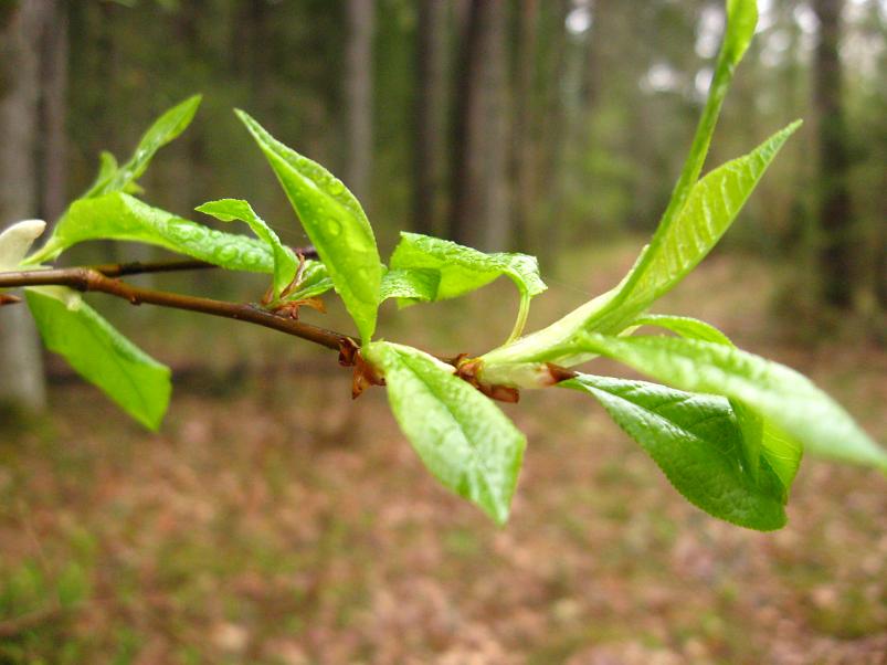 Koiva III etapp 2010