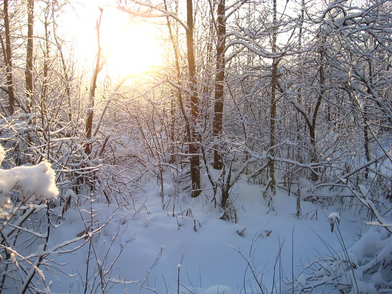 P�drasoos jaan. 2010