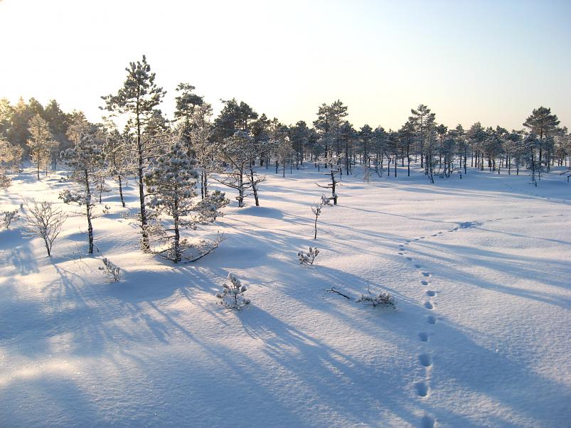 P�drasoos jaan. 2010