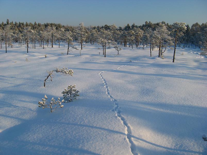 P�drasoos jaan. 2010