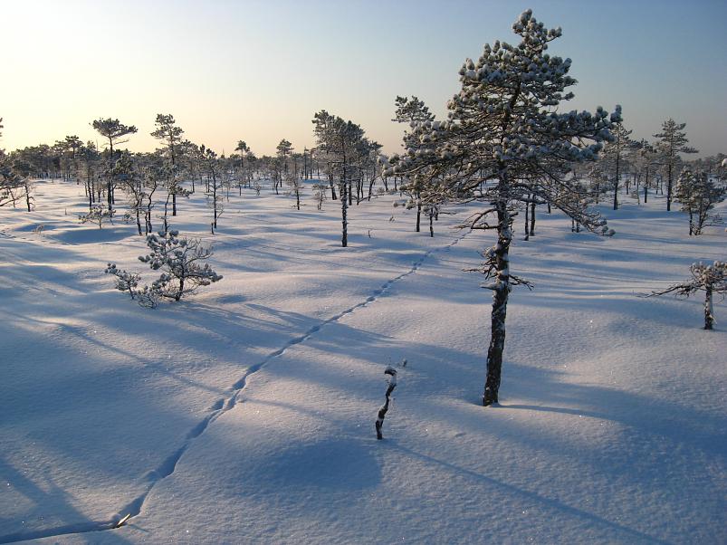 P�drasoos jaan. 2010