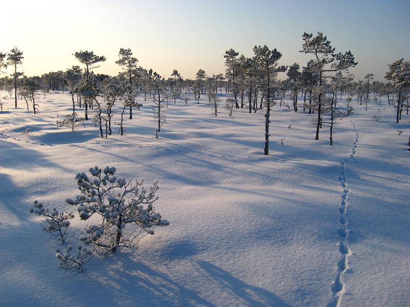 P�drasoos jaan. 2010