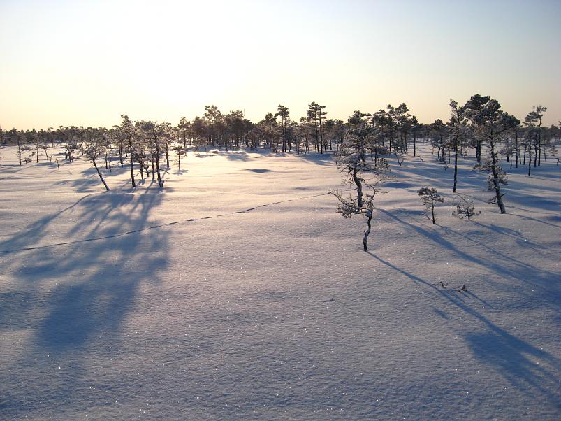 P�drasoos jaan. 2010