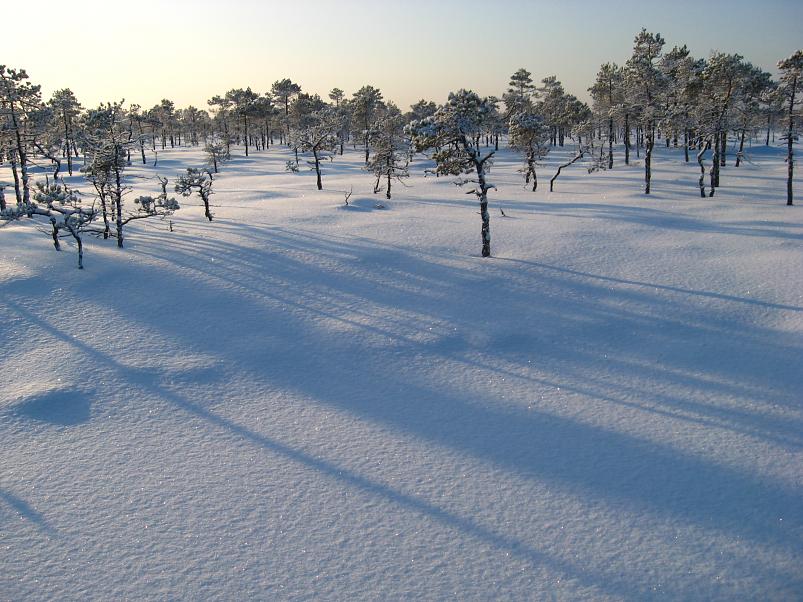 P�drasoos jaan. 2010