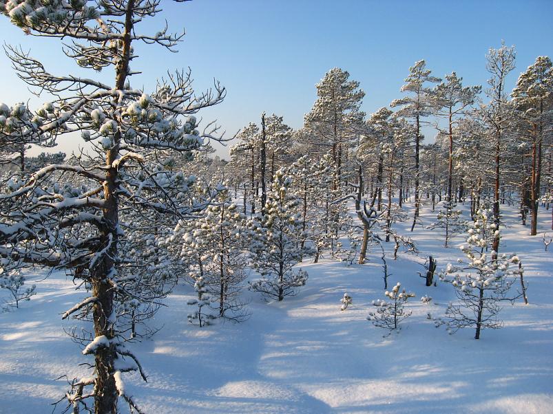 P�drasoos jaan. 2010