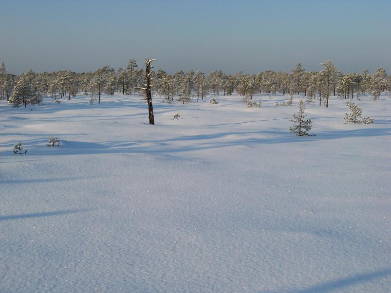 P�drasoos jaan. 2010