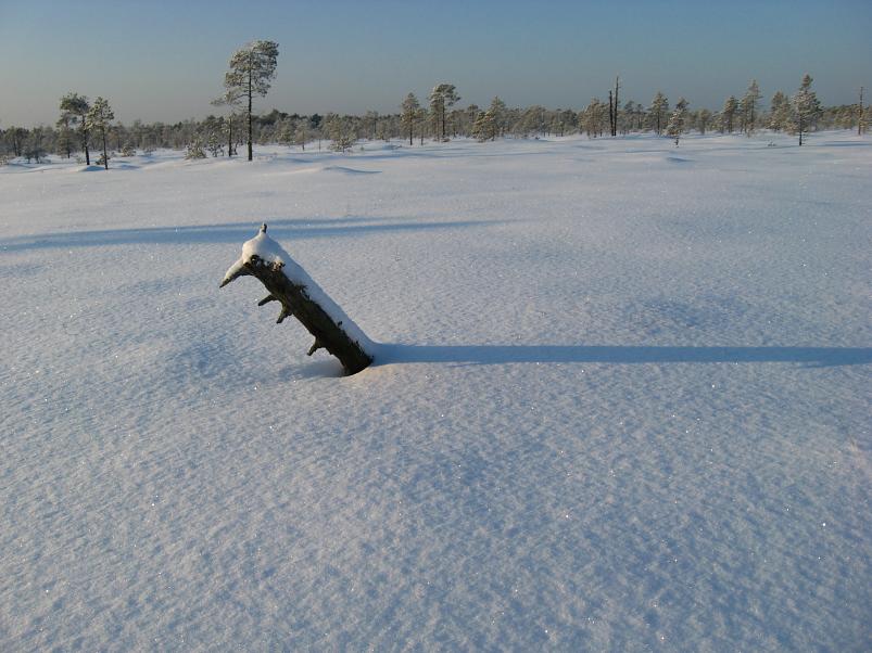 P�drasoos jaan. 2010