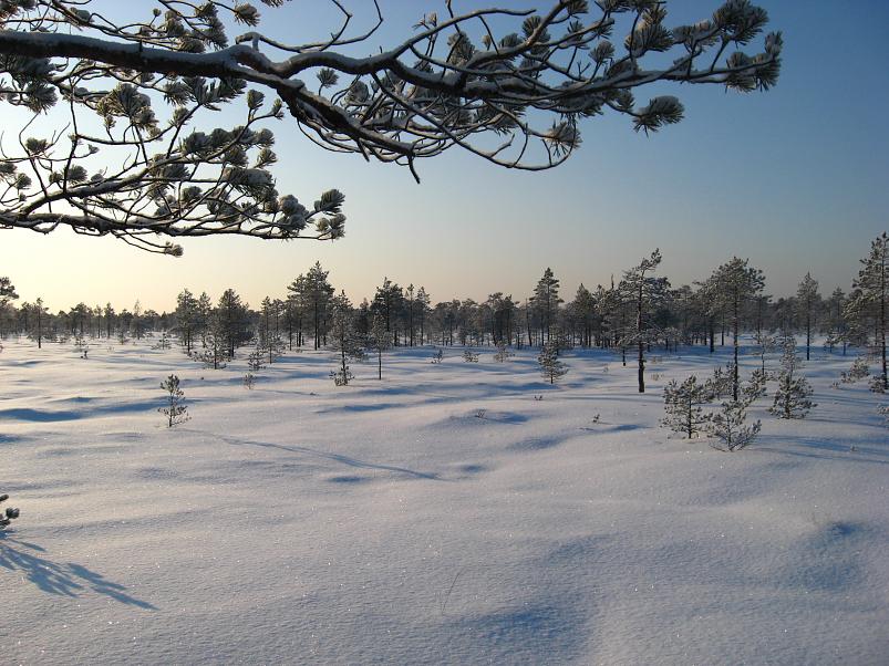 P�drasoos jaan. 2010