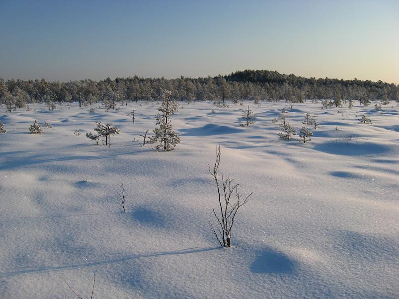 P�drasoos jaan. 2010