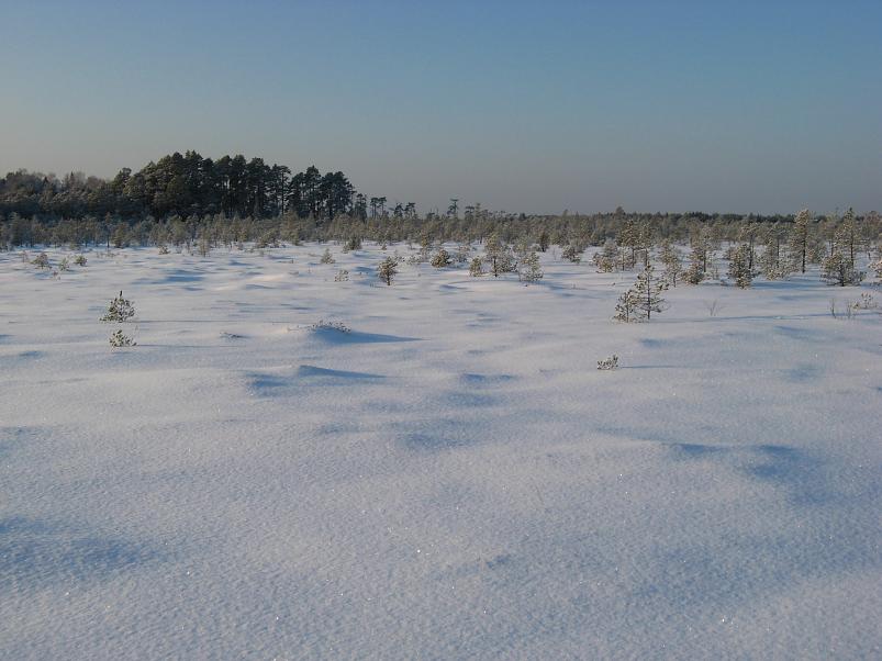 P�drasoos jaan. 2010