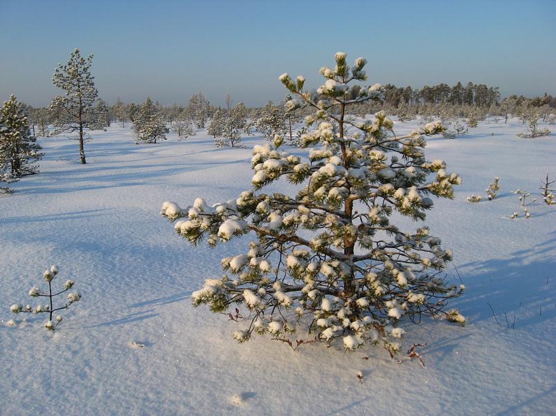 P�drasoos jaan. 2010