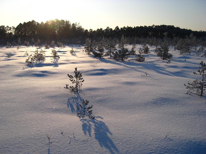 P�drasoos jaan. 2010