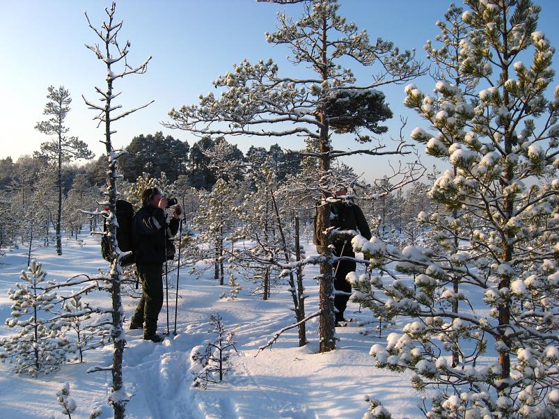 P�drasoos jaan. 2010