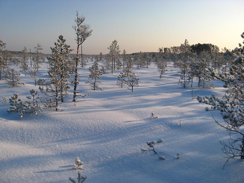 P�drasoos jaan. 2010