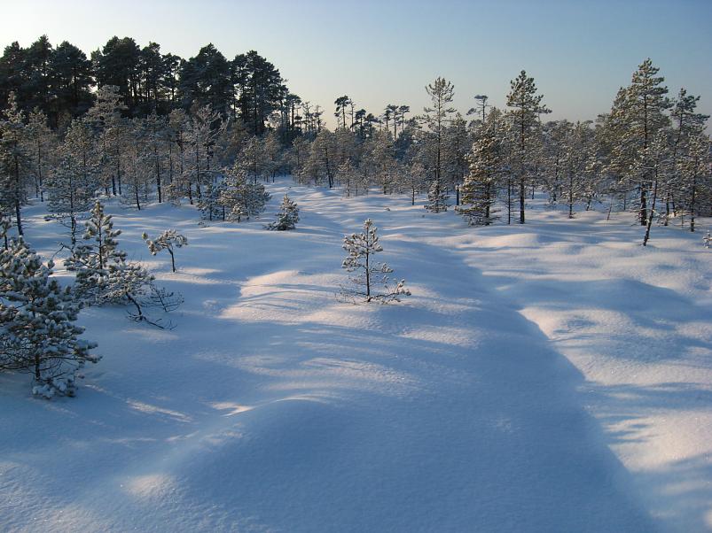 P�drasoos jaan. 2010