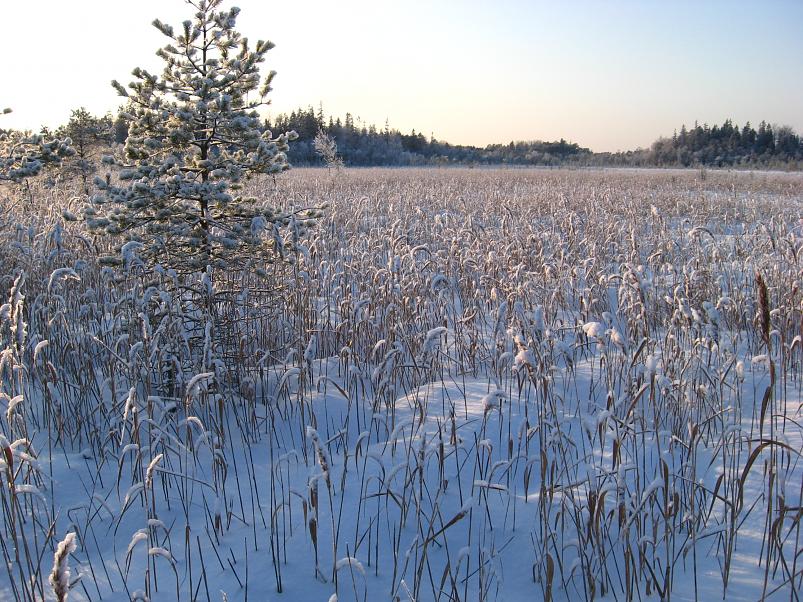 P�drasoos jaan. 2010