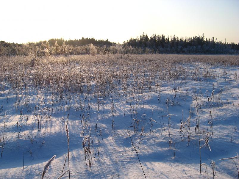 P�drasoos jaan. 2010