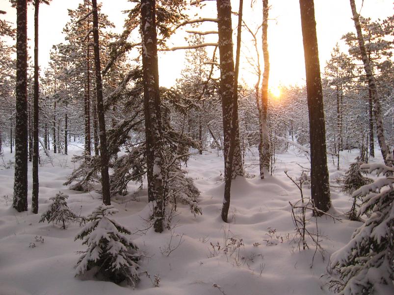 P�drasoos jaan. 2010