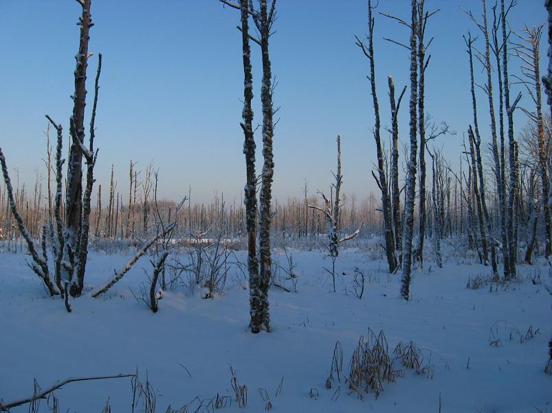 P�drasoos jaan. 2010