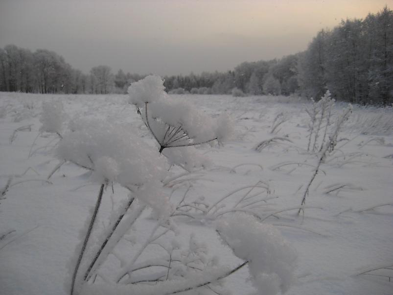 P�drasoos jaan. 2010