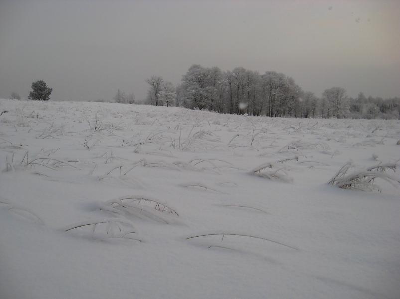 P�drasoos jaan. 2010