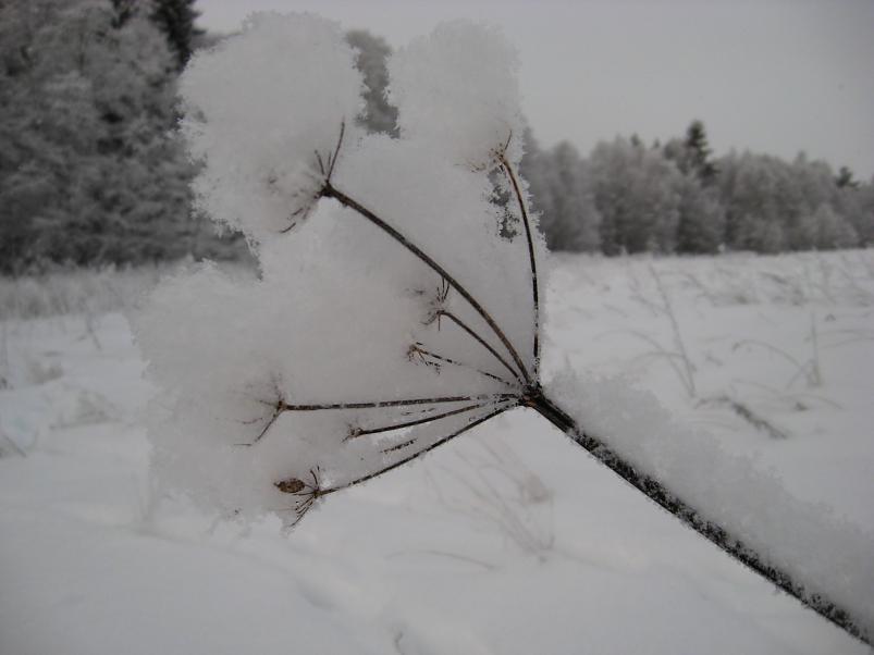 P�drasoos jaan. 2010