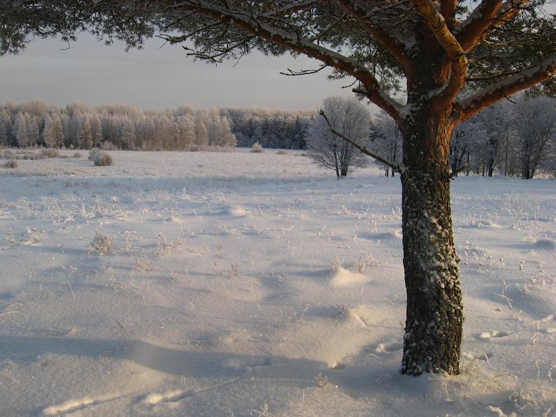 P�drasoos jaan. 2010