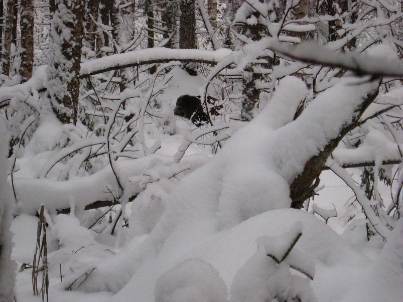 P�drasoos jaan. 2010