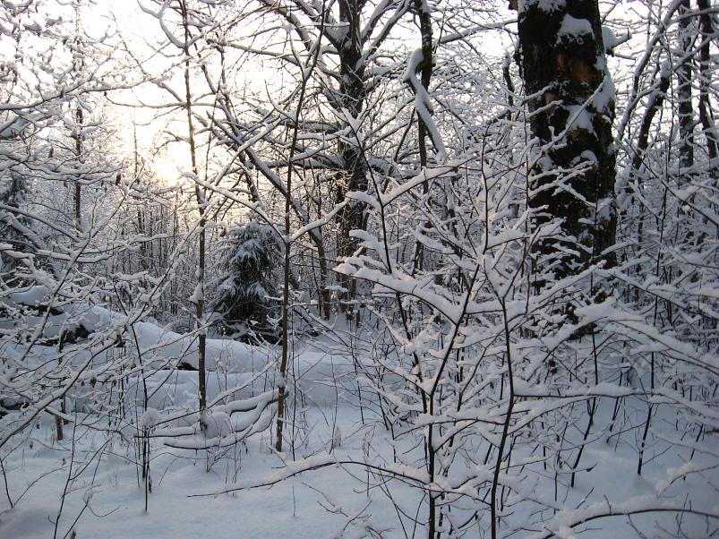 P�drasoos jaan. 2010