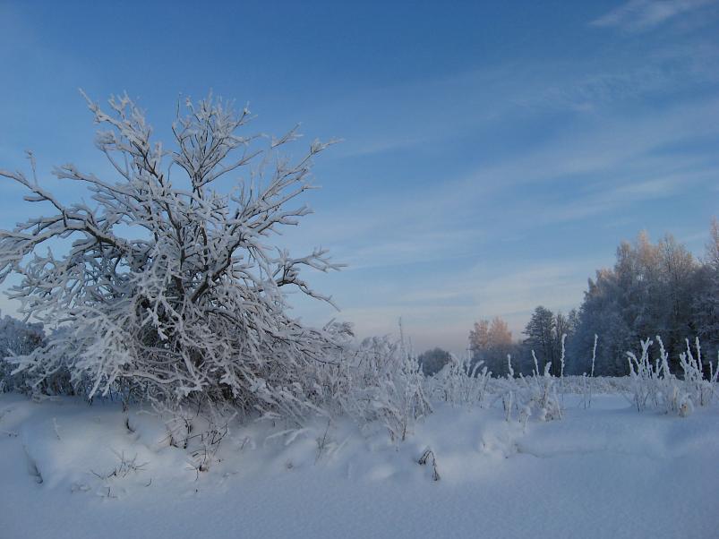 P�drasoos jaan. 2010