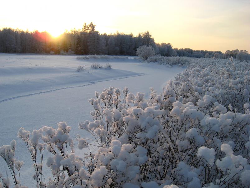 P�drasoos jaan. 2010