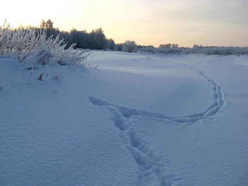 P�drasoos jaan. 2010